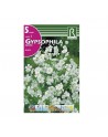 Bulbo gypsophila