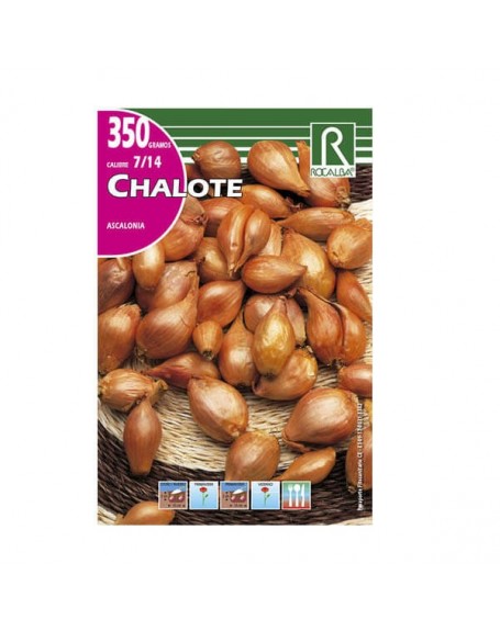 cebolla bulbo chalote