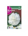 Begonia doble blanca