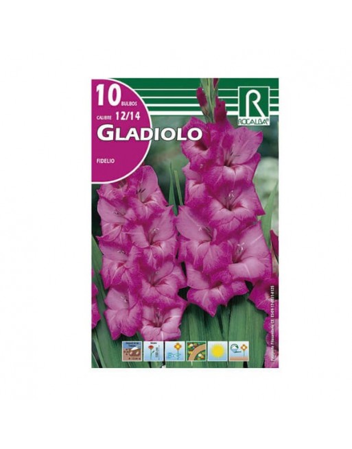 Rocalba gladiolo bulbos lila