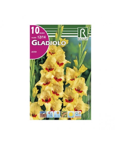 bulbo gladiolo amarillo