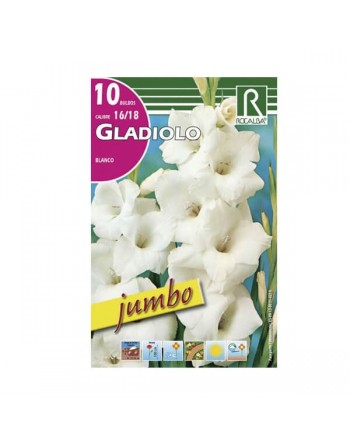 Rocalba gladiolo blanco jumbo