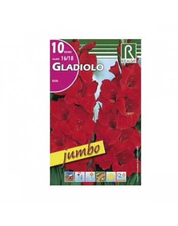 gladiolo bulbo XL rojo