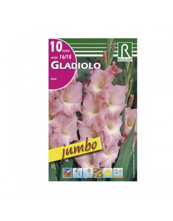 Bulbos gladiolo rosa