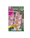 Bulbos gladiolo rosa