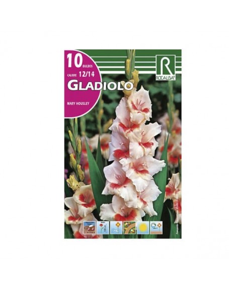 Bulbo gladiolo rosa