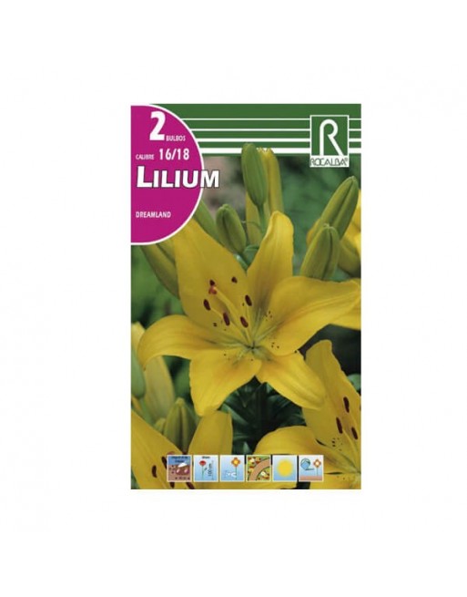 Rocalba lilium amarillo