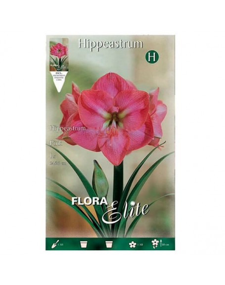 Bulbo elite amarillis pink