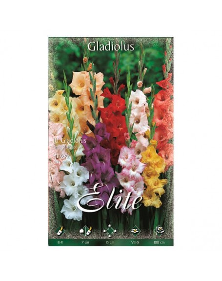 Elite bulbo gladiolo mixed