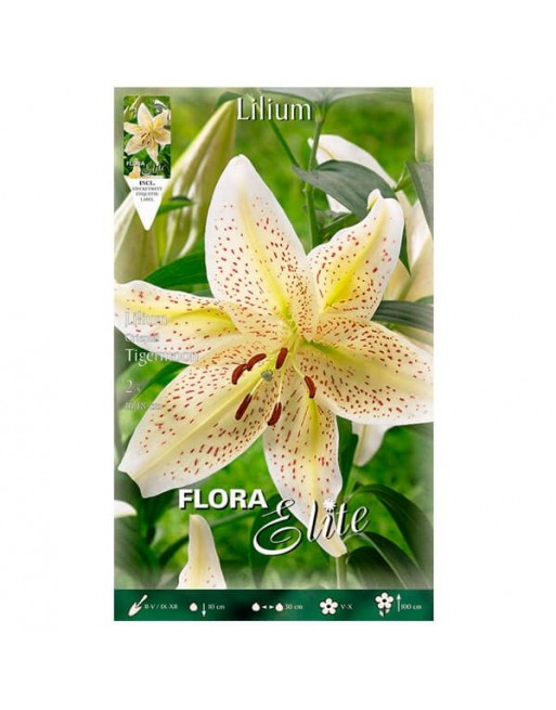 Elite bulbo lilium tigermoon Elite bulbo lilium tigermoon