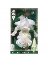 Elite bulbo iris white