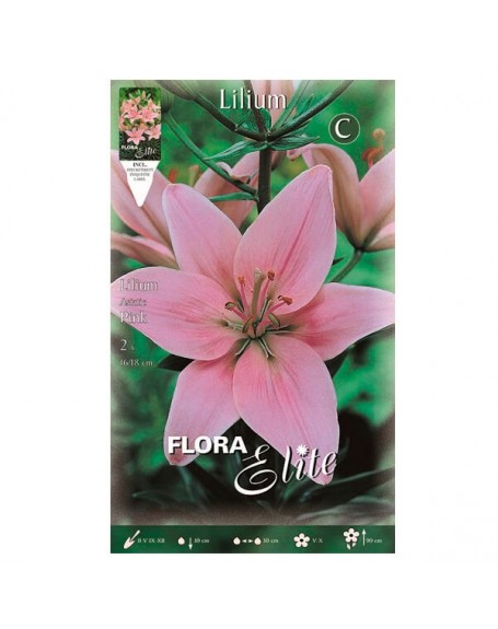 Elite bulbo lilium asiatic pink