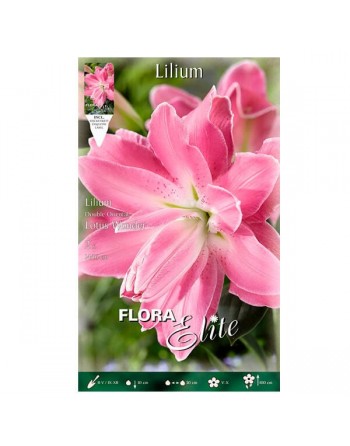 Elite bulbo lilium lotus wonder