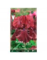 Elite bulbo iris red