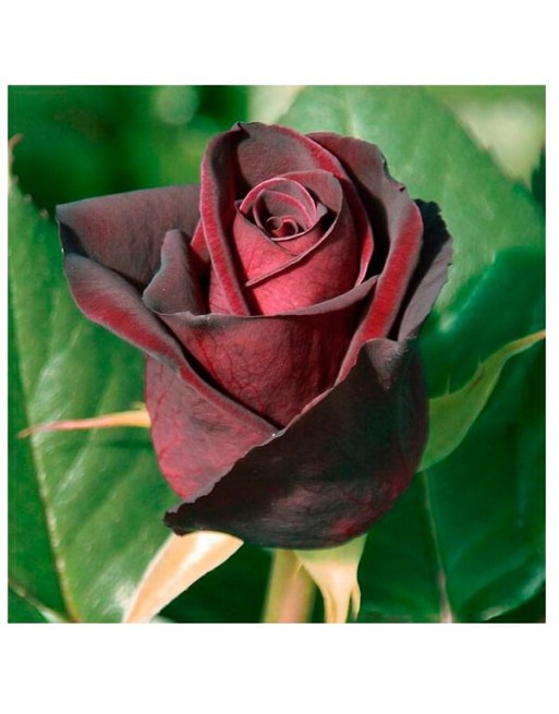 Meilland rosal black baccara