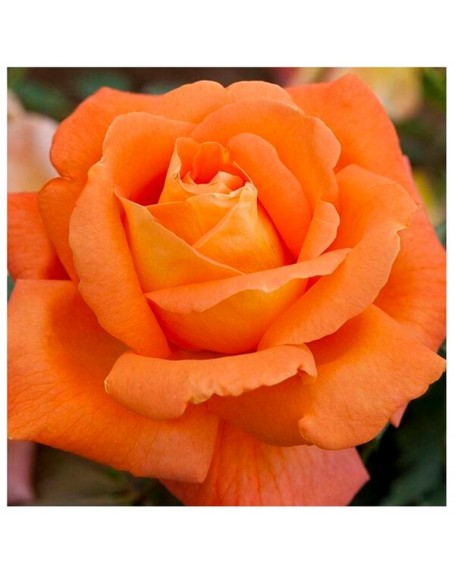 Meilland rosal louis de funes
