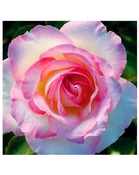 Meilland rosal princesse de monaco