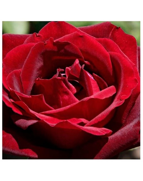 Meilland rosal papa meilland