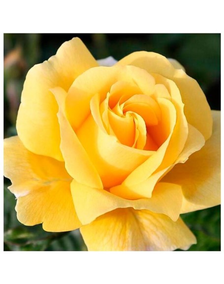 Meilland rosal michelangelo