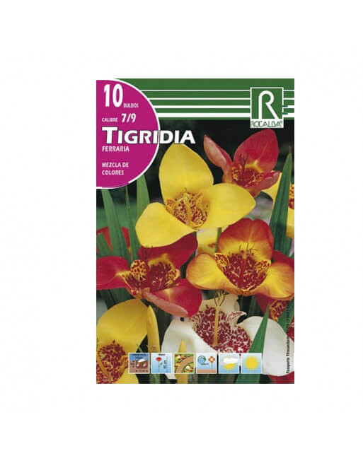 Rocalba tigridia ferraria colores
