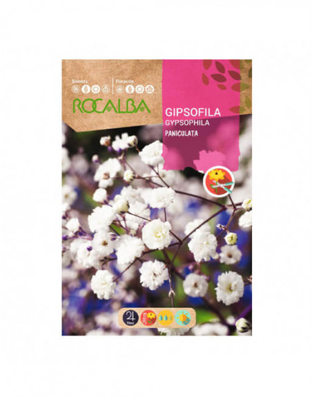 ROCALBA GYPSOPHILA PANICULATA