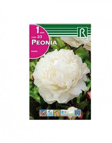 ROCALBA PEONIA BLANCA