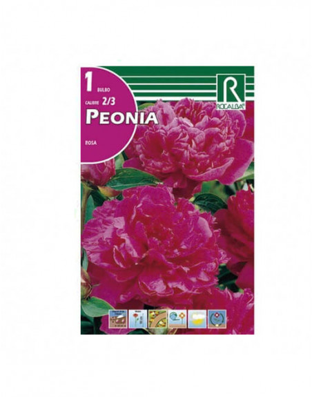 ROCALBA PEONIA ROSA
