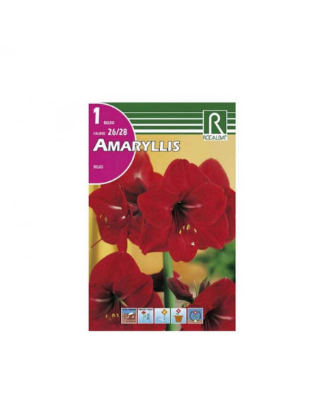 Amarylis rojo bulbo