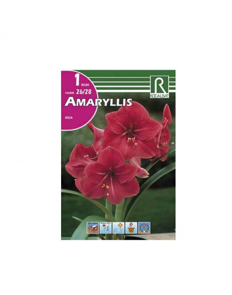 Amarylis rosa bulbo
