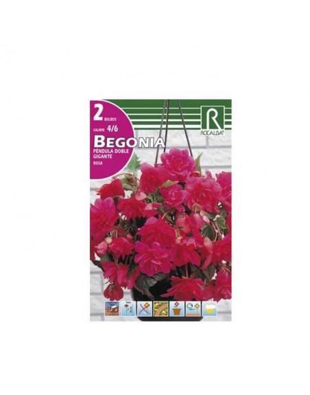 Bulbo begonia péndula rosa