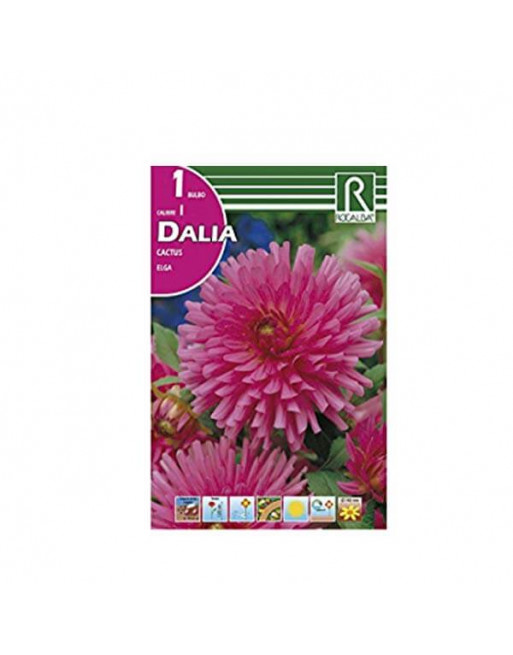 Bulbo dalia elga Bulbo dalia elga