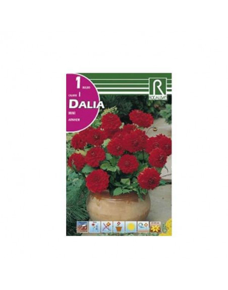 Dalia roja mini bulbo