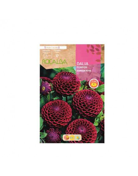 Bulbo dalia pompón