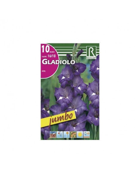 bulbo gladiolo grandes