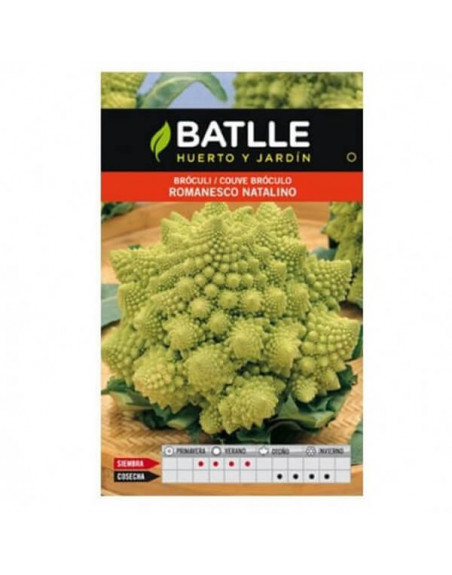 Batlle broculi romanescu natalino