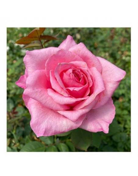 PLANTA ROSAL ROSA CARINA CAMELLA