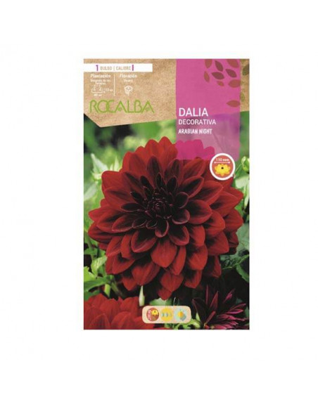 Rocalba dalia Arabian Night