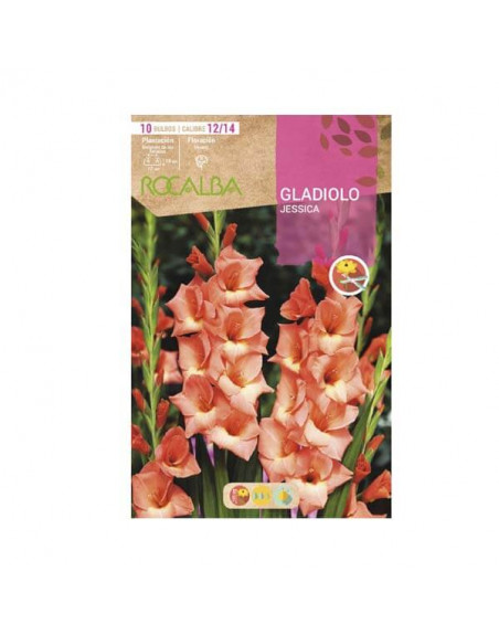 Rocalba gladiolo Jessica