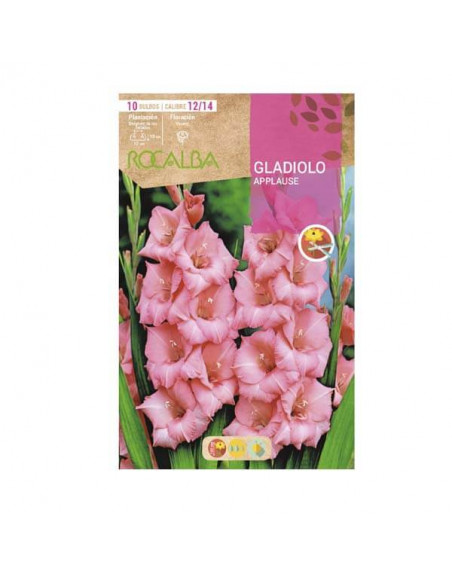 Rocalba gladiolo applause