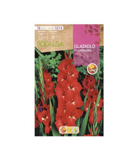Rocalba gladiolo traderhorm
