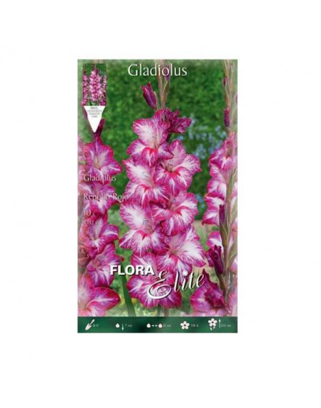 Gladiolo rosa y blanco