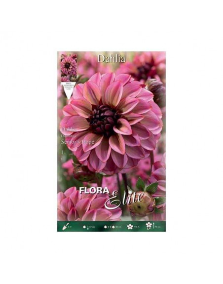 Dalia Senior nido abeja