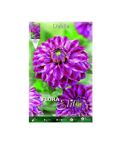 Elite dalia Mylene