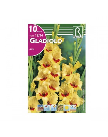 bulbo gladiolo amarillo