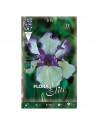 Elite bulbo iris blue and white